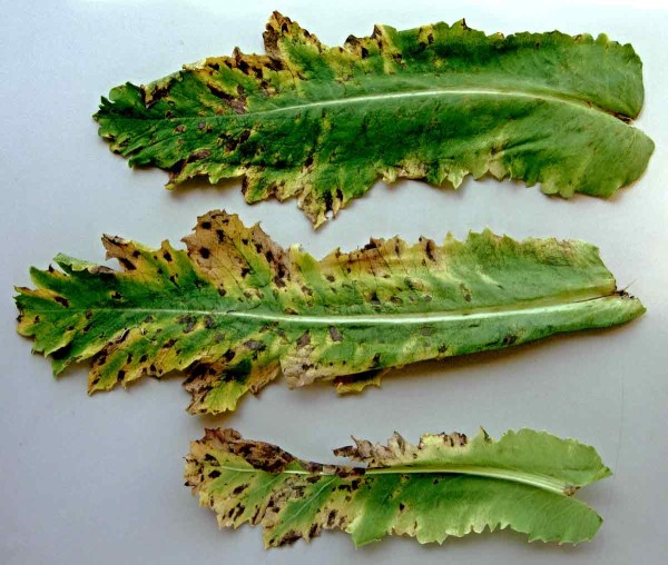 Pleosporová skvrnitost máku na starších listech Pleosporová skvrnitost máku na starších listech