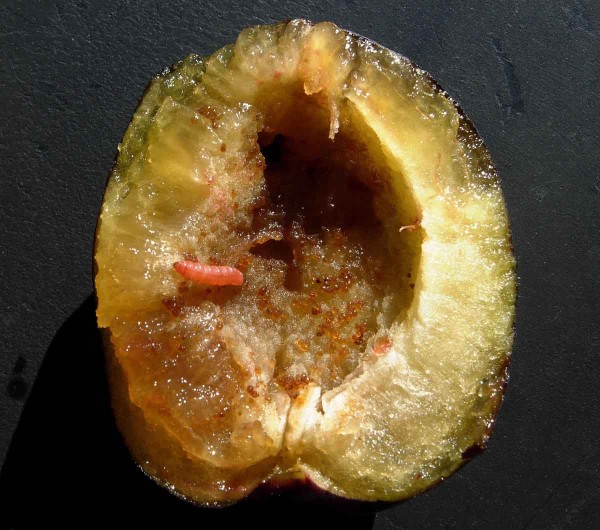 Obaleč švestkový - housenka Obaleč švestkový - housenka