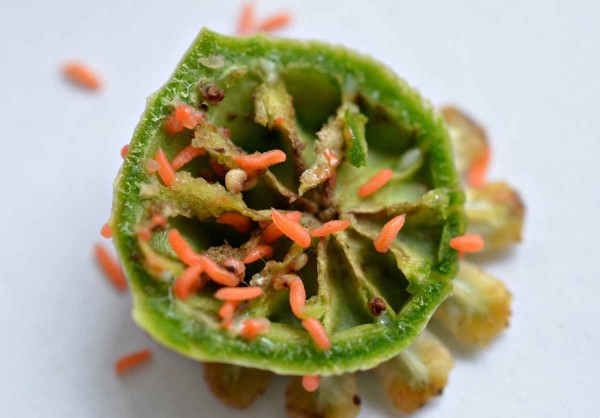 Obr. 4: Larvy bejlomorky makové Obr. 4: Larvy bejlomorky makové