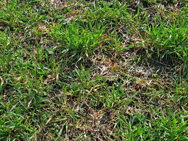 Paluška obilnin Paluška obilnin