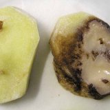 Choroby řepy: Bakteri&aacute;ln&iacute; choroby řepy (II.)