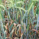 Fungicidy v&nbsp;jarn&iacute;m ječmeni