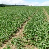 Toprex je zpět pro podzimn&iacute; o&scaron;etřen&iacute; řepky