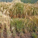 Odolnost obilnin vůči žluté zakrslosti ječmene Odolnost obilnin vůči žluté zakrslosti ječmene