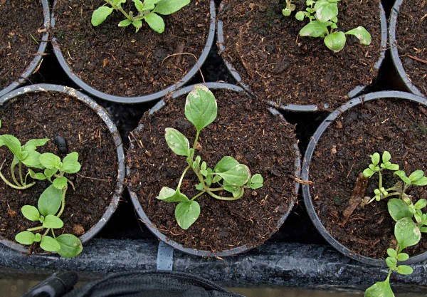 Po&scaron;kozen&iacute; sazenic major&aacute;nky tř&aacute;sněnkami