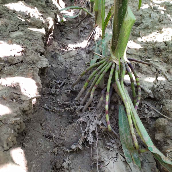 Obr. 7: Ztr&aacute;ty půdy (40 t/ha) při set&iacute; technologi&iacute; strip-till po sp&aacute;dnici