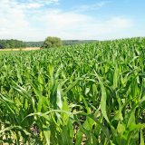 Listová výživa a stimulace kukuřice Listová výživa a stimulace kukuřice