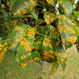 Aktu&aacute;ln&iacute; přehled ochrany zahrad, sadů a&nbsp;vinic - duben a&nbsp;květen 2017