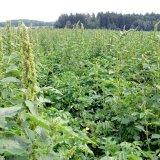 Zku&scaron;enosti s&nbsp;regulac&iacute; laskavců v&nbsp;brambor&aacute;ch