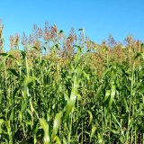 Nab&iacute;dka odrůd čiroku pro rok 2017