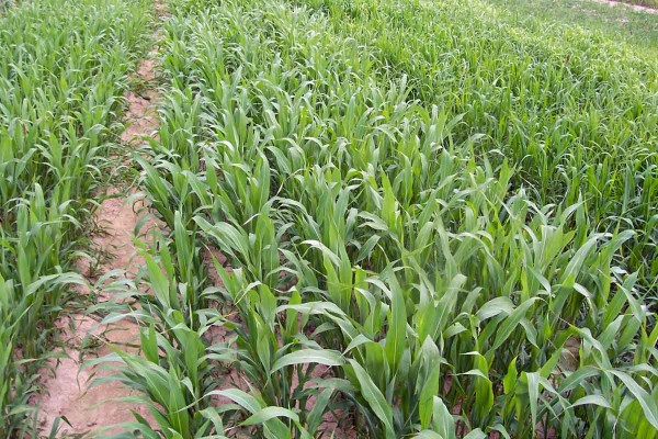 Čirok Ruzrok - v&yacute;sevek 25 kg/ha v&nbsp;prvn&iacute; dek&aacute;dě června 2017