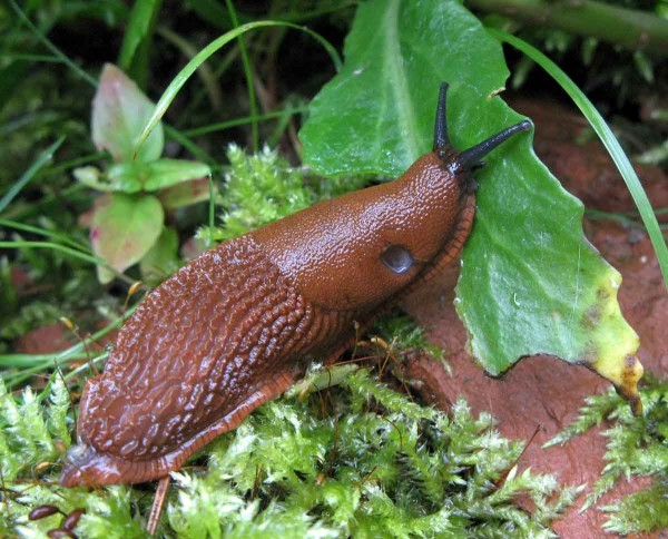 Slimáček polní a slimáček síťkovaný Slimáček polní a slimáček síťkovaný