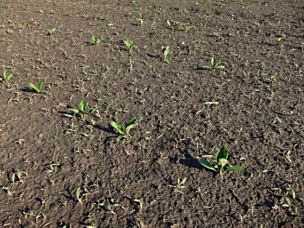 Regulace plevelů se ř&iacute;d&iacute; podle počtu listů cukrovky