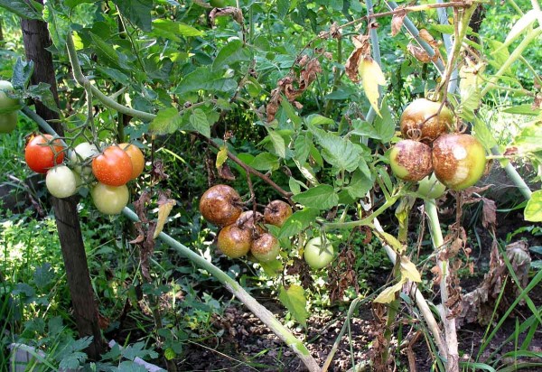 Plíseň rajčete na plodech Plíseň rajčete na plodech