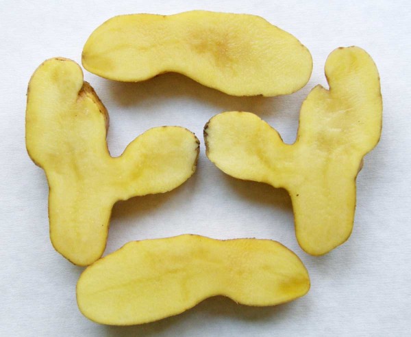 Abiotická sklovitost hlíz bramboru Abiotická sklovitost hlíz bramboru