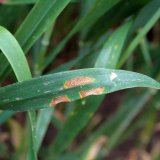 Vliv chorob obilnin na v&yacute;nos