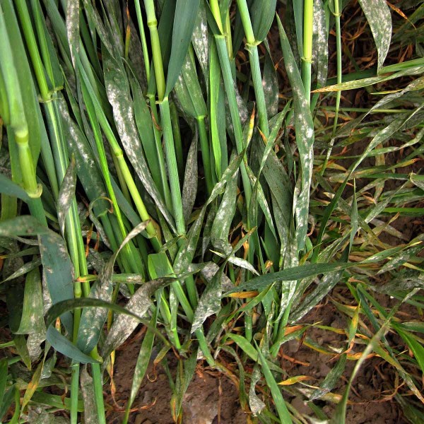 Padlí ječmene Padlí ječmene