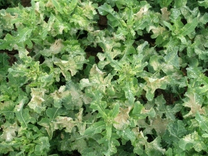 Obr. 1: Žlut&eacute; skvrny na listech řepky ozim&eacute; byly typickou reakc&iacute; na n&iacute;zk&eacute; teploty z&nbsp;21. na 22. dubna 2005 (foto (c) Bečka).