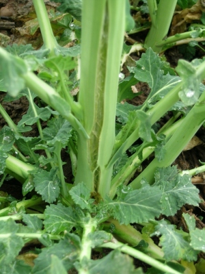  Obr. 2: Mrazov&eacute; trhliny ve stonc&iacute;ch byly nejv&iacute;ce patrn&eacute; u&nbsp;hybridn&iacute;ch odrůd a&nbsp;intenzivně o&scaron;etřovan&yacute;ch porostů řepky (foto(c) Bečka).