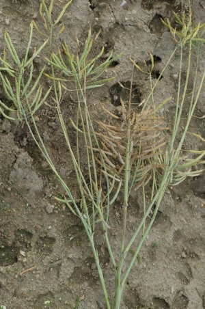  Obr. 3: Mrazem po&scaron;kozen&yacute; termin&aacute;l řepky ozim&eacute; zakrněl. Pomrzl&aacute; poupata způsobila vyholen&iacute; č&aacute;sti termin&aacute;lu i&nbsp;vedlej&scaron;&iacute;ch větv&iacute; (foto(c) Mik&scaron;&iacute;k).
