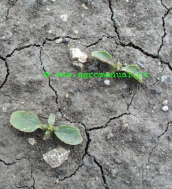 Obr. 2: Detail působen&iacute; pendimethalinu na vzch&aacute;zej&iacute;c&iacute; bažanku ročn&iacute; - deformace vegetačn&iacute;ho vrcholu