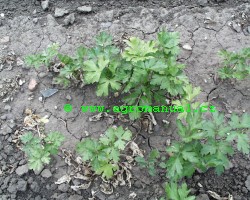 Obr. 7: Postemergentn&iacute; o&scaron;etřen&iacute; porostu petržele př&iacute;pravkem linuron (Afalon) - 14 dn&iacute; po aplikaci