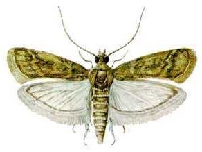 Zav&iacute;ječ skladi&scaron;tn&iacute;