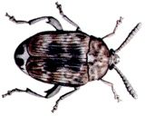 Zrnokaz bobov&yacute;