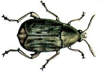 Zrnokaz fazolov&yacute;