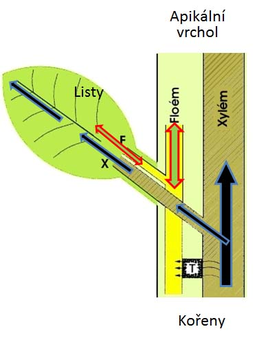 Pohyb B v&nbsp;rostlině
