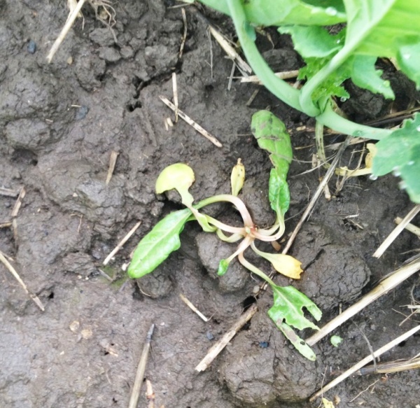 Pleveln&aacute; řepa po zas&aacute;hnut&iacute; př&iacute;pravkem Salsa (ZD Klecany, podzim 2014)