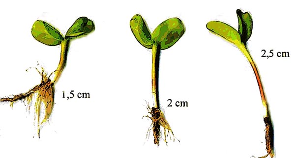 Obr. 2: Rostliny slunečnice z&nbsp;v&yacute;drolu vzch&aacute;zej&iacute; za př&iacute;zniv&yacute;ch teplotn&iacute;ch a&nbsp;vlhkostn&iacute;ch podm&iacute;nek nejrychleji z&nbsp;povrchov&yacute;ch vrstev půdy