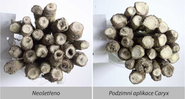 Vliv aplikace přípravku Caryx na napadení kořenů fomovou hnilobou (30.6.2015, Ing. Plachká, Oseva Pro Opava) Vliv aplikace přípravku Caryx na napadení kořenů fomovou hnilobou (30.6.2015, Ing. Plachká, Oseva Pro Opava)