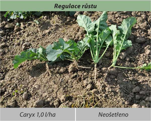 Regulace růstu Regulace růstu