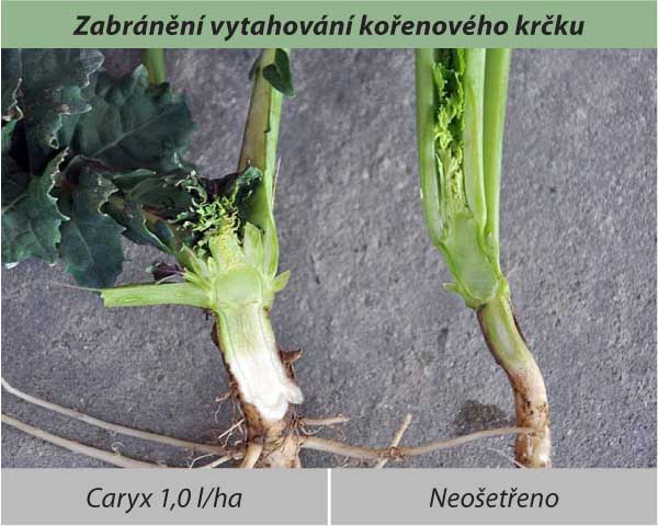 Zabránění vytahování kořenového krčku Zabránění vytahování kořenového krčku
