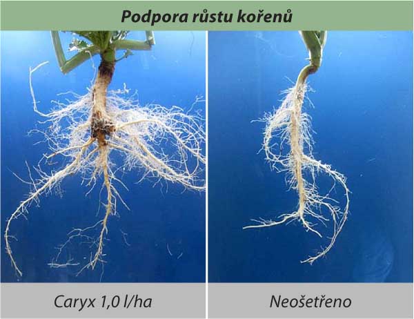 Podpora růstu kořenů Podpora růstu kořenů