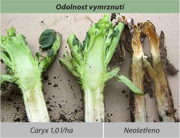 Odolnost vymrznutí Odolnost vymrznutí