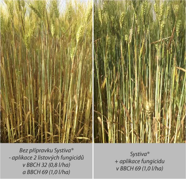 Porovnání stavu porostu různě fungicidně ošetřeného (oz. ječmen KWS Meridiam, foto 22. 6. 2016) Porovnání stavu porostu různě fungicidně ošetřeného (oz. ječmen KWS Meridiam, foto 22. 6. 2016)