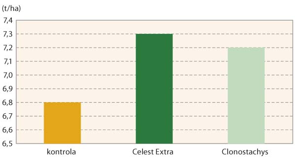 Graf 6: Vliv o&scaron;etřen&iacute; osiva p&scaron;enice ozim&eacute; na v&yacute;nos, dvoulet&yacute; průměr