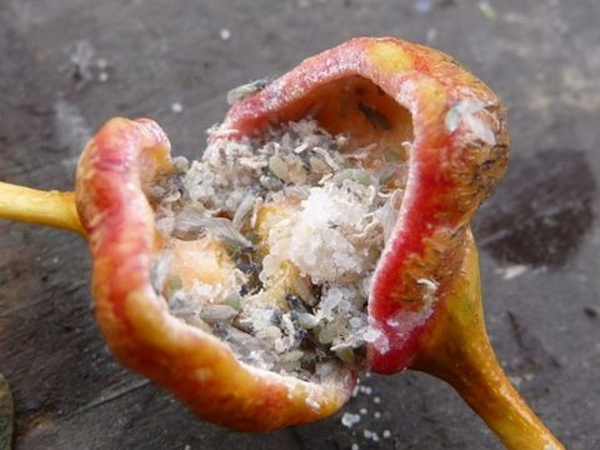 Obr. 5: Dutilka topolov&aacute; vytv&aacute;ř&iacute; na listech topolu čern&eacute;ho typick&eacute; h&aacute;lky, z&nbsp;nich vyletuj&iacute; v&nbsp;červenci až srpnu okř&iacute;dlen&eacute; samičky na sekund&aacute;rn&iacute; hostitele, mezi ně patř&iacute; i&nbsp;km&iacute;n