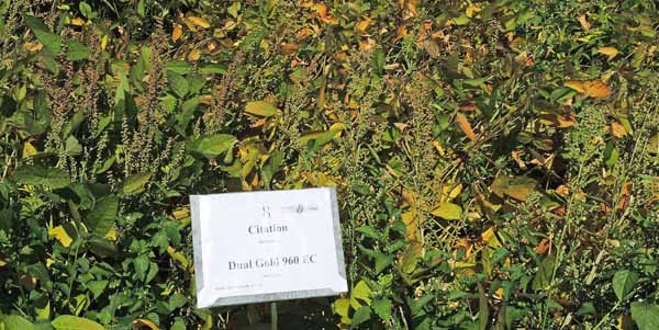 Citation + Dual Gold 960 EC PRE