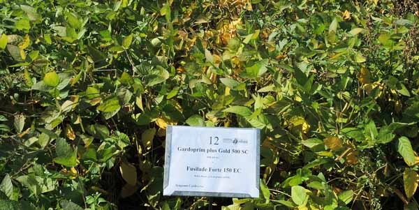 Gardoprim Plus Gold 500 SC PRE + Fusilade Forte 150 EC POST