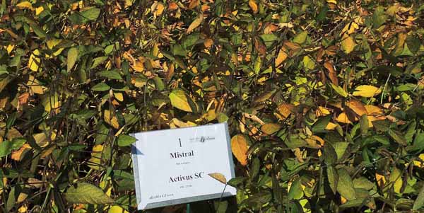 Mistral + Activus SC PRE