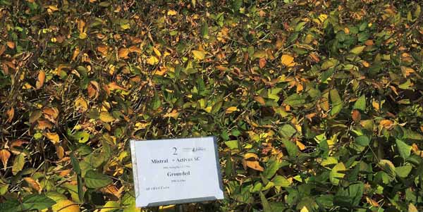 Mistral + Activus SC + Grounded PRE