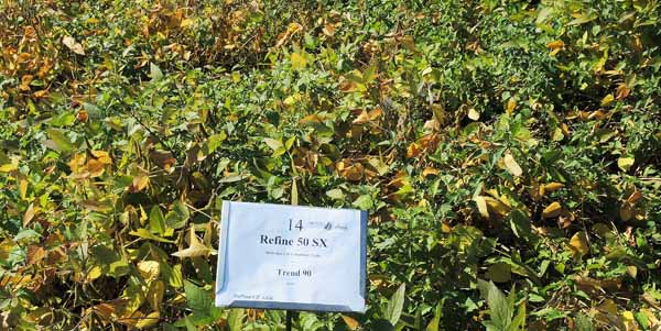 Refine 50 SX + Trend POST