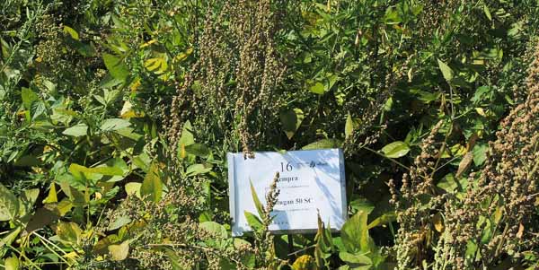 Sempra + Protugan 50 SC POST