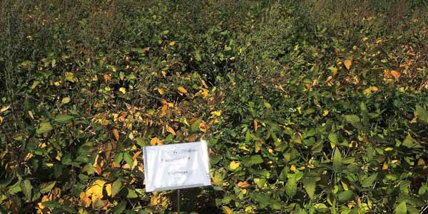 Successor 600 + Sumimax PRE