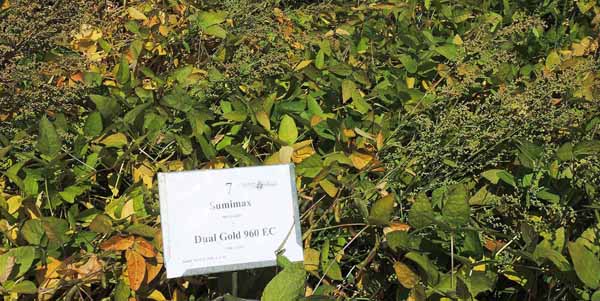 Sumimax + Dual Gold 960 EC PRE