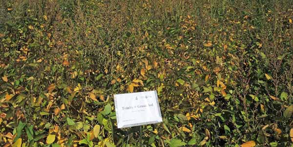 Trinity + Grounded PRE