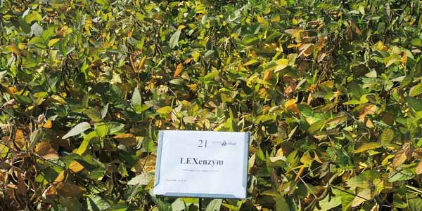 LEXenzym